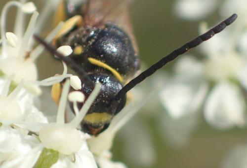 Argogorytes fargeii